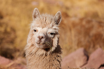 Alpaca