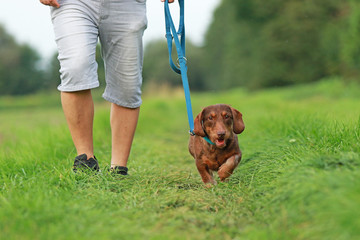 Gassi gehen - Mann geht mit braunem Dackel Mischling spazieren an der Leine