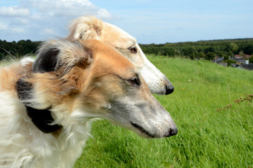 Two Borzoi dogs beside each other on a green lawn, they are sisters.