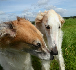 Two Borzoi dogs beside each other on a green lawn, they are sisters.