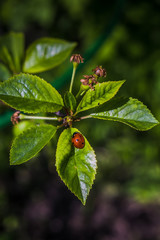 Ladybug on Leaves