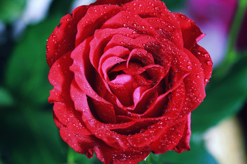 toned red rose bud closeup