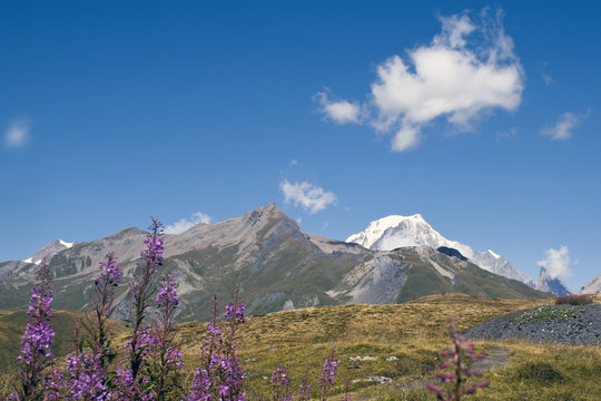 Il Monte Bianco,si erge maestoso sopra i verdi pascoli