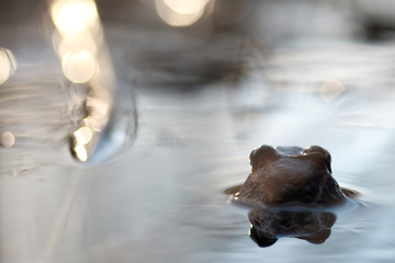 Fototapeta premium frog head back in water