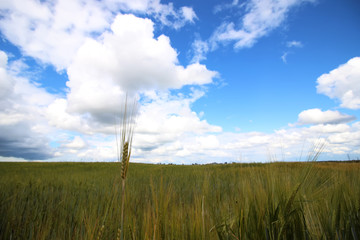 Fototapeta na wymiar cereal rye field