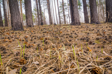 Spring Pine Forest Morning
