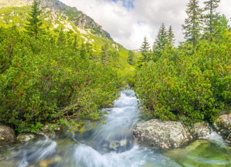 Fresh water stream flowing through the dwarf pine, high Tatras,Slovakia