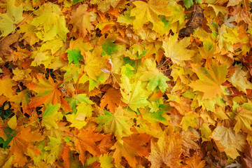 Naklejka na ściany i meble Colorful and bright background made of fallen autumn leaves