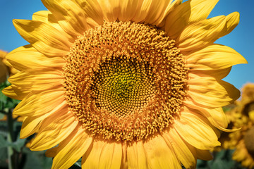 Vibrant sunflower in sunny field, on blurred background