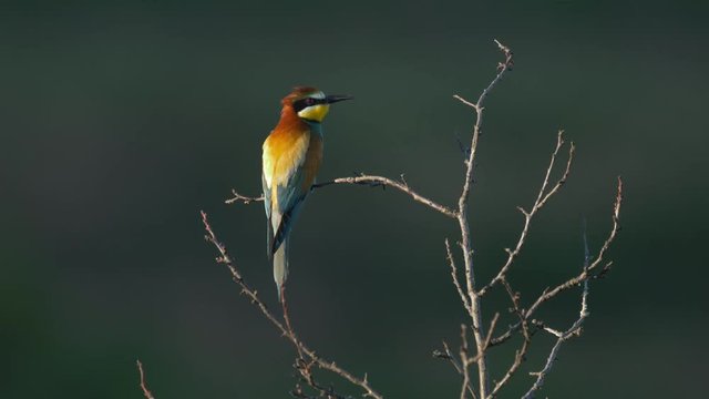 European bee-eater (Merops apiaster) - ungraded footageEuropean bee-eater (Merops apiaster) - ungraded footage
