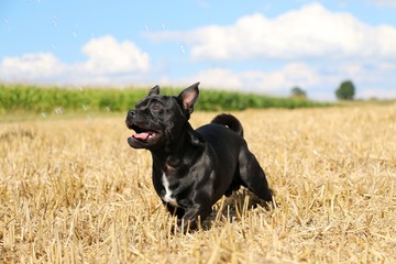 kleiner schwarzer Mischling hat Spa&szlig; auf einem Stoppelfeld