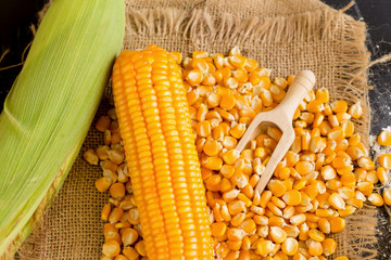 Corn kernels and corn stalks on black wooden background