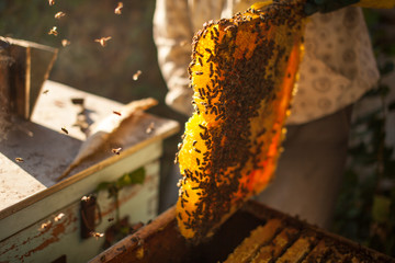 Bee smoker smoking in apiary copyspace seasonal honey bees beekeeping farming organic production producing concept.