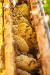 honeycomb, beehive frame, raw honeycomb frame with honey