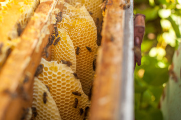 honeycomb, beehive frame, raw honeycomb frame with honey