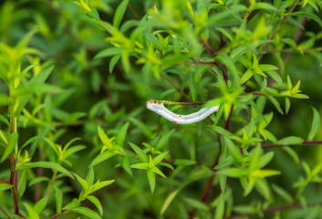 Geometrids (Geometridae) caterpillar crawling on a plant branch, eating green leaves