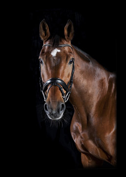 Reitpferd Kopf schwarzer Hintergrund
