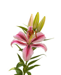 Branch of   Lilium OT-Hybrids with buds on a white background