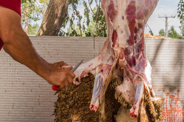 Muslim butcher man cutting a sheep for Eid Al-Adha (Sacrifice Feast).