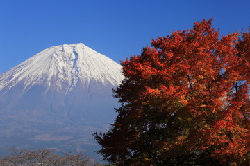 紅葉と富士山