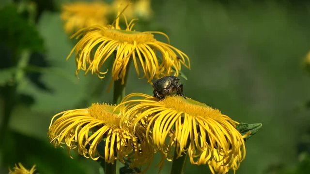 Rose chafer Cetonia aurata on medical elecampane Infula helenium blossom
