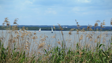 Boote auf See hinter einer Wand aus Schilf