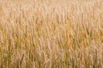 Golden wheat background close-up