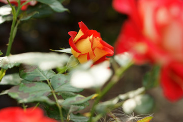 Two-colored rose in the garden