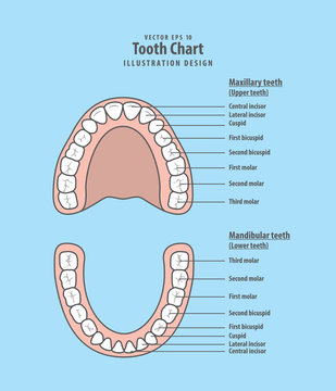 Tooth chart infographic illustration vector on blue background. Dental concept.