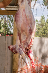 Muslim butcher man cutting a sheep for Eid Al-Adha (Sacrifice Feast).
