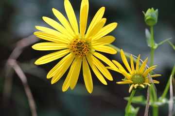 Detailaufnahme einer Topinambur-Blüte