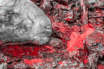 Naklejka premium Close-up of dead sheep head lying on blood sacrificed for Eid Al-Adha (Sacrifice Feast).