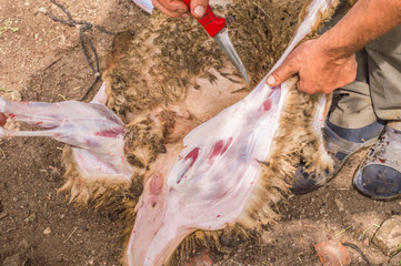 Muslim butcher man cutting a sheep for Eid Al-Adha (Sacrifice Feast).
