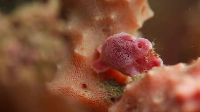 juvenile pink painted frogfish