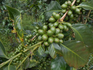 Плантации вьетнамского кофе