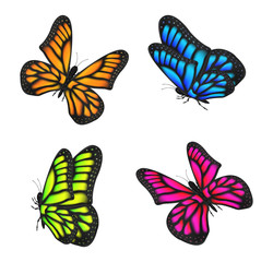 set of real colorful butterfly flying isolated