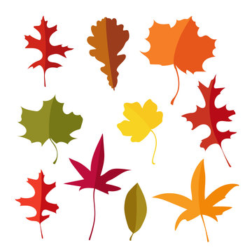 Colorful set of autumn lmaple, oak and liquidambar leaves. Isolated icons, vector illustrations. Flat design.