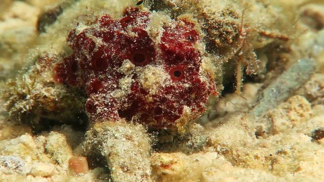 painted red frogfish hunting