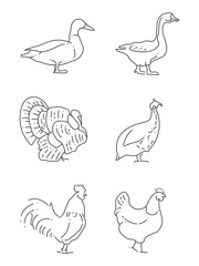 Popular farm birds thin line icons