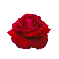Dark red rose isolated on a white background