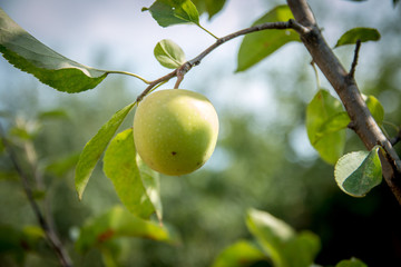 One Green apple on a branch ready to be harvested, selective focus