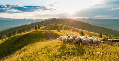 Flock of sheep in the mountains on the sunset background