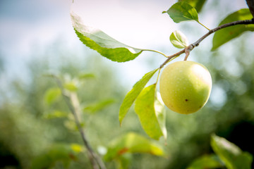 One Green apple on a branch ready to be harvested, selective focus
