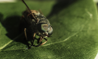 Breeze (horsefly, gadfly) on the green leaf macro portrait