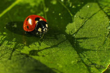 Macro of bug insect (Ladybug) red and dot black color close up on the green leaf or leave in nature