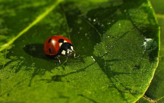 Macro of bug insect (Ladybug) red and dot black color close up on the green leaf or leave in nature