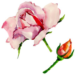 Fototapeta premium Wildflower rose flower in a watercolor style isolated. Full name of the plant: rose. Aquarelle wild flower for background, texture, wrapper pattern, frame or border.