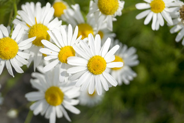 Summer daisies on the lawn