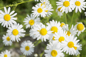 Summer daisies on the lawn © Julia Sedaeva 