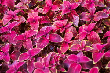 Texture of red coleus plants on a city flowerbed, top view, natural background